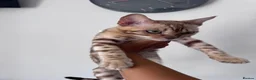 Bengal cats for sale: Price Heavily Reduced. Ready to Leave Now. TICA - Advert 4