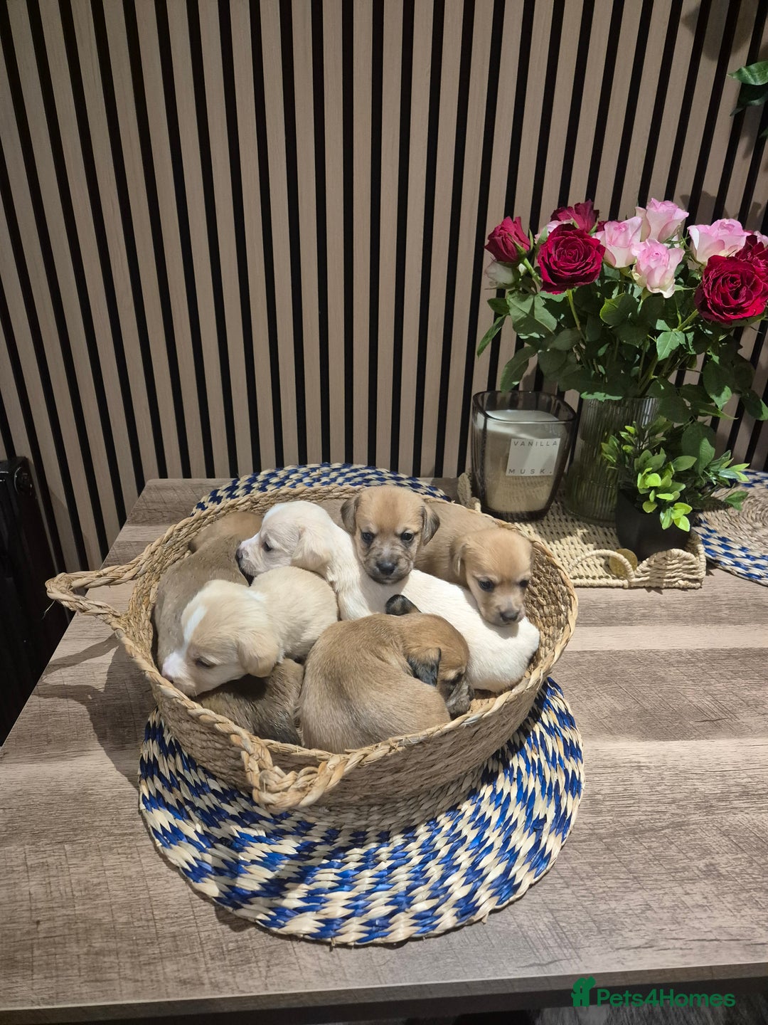 Mixed Breed dogs for sale: Doxie chon - Advert 3