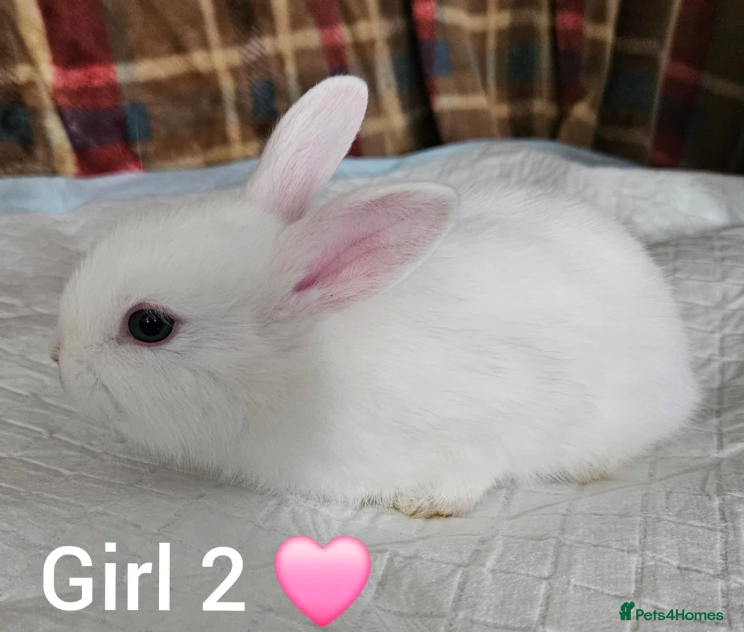 Mixed Breed rabbits for sale: Beautiful netherland dwarf x single mane lionhead  - Advert 2