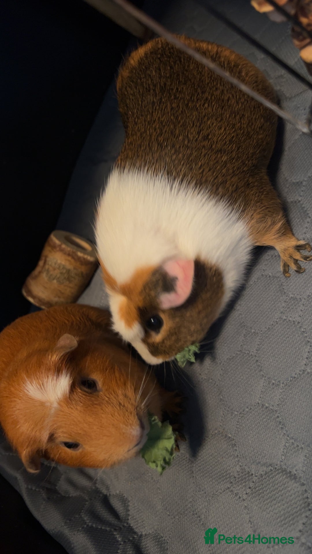 Guinea Pig rodents for sale: 2 male guinea pigs  - Image 4