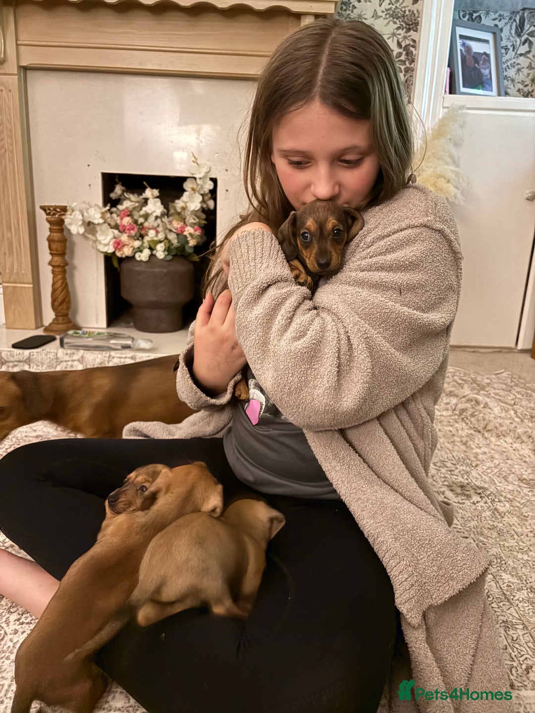 Miniature Dachshund dogs for sale: Kc true miniature dachshunds puppies - Advert 17