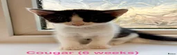 Maine Coon cats for sale: Maine Coon cross kittens in York - Advert 2
