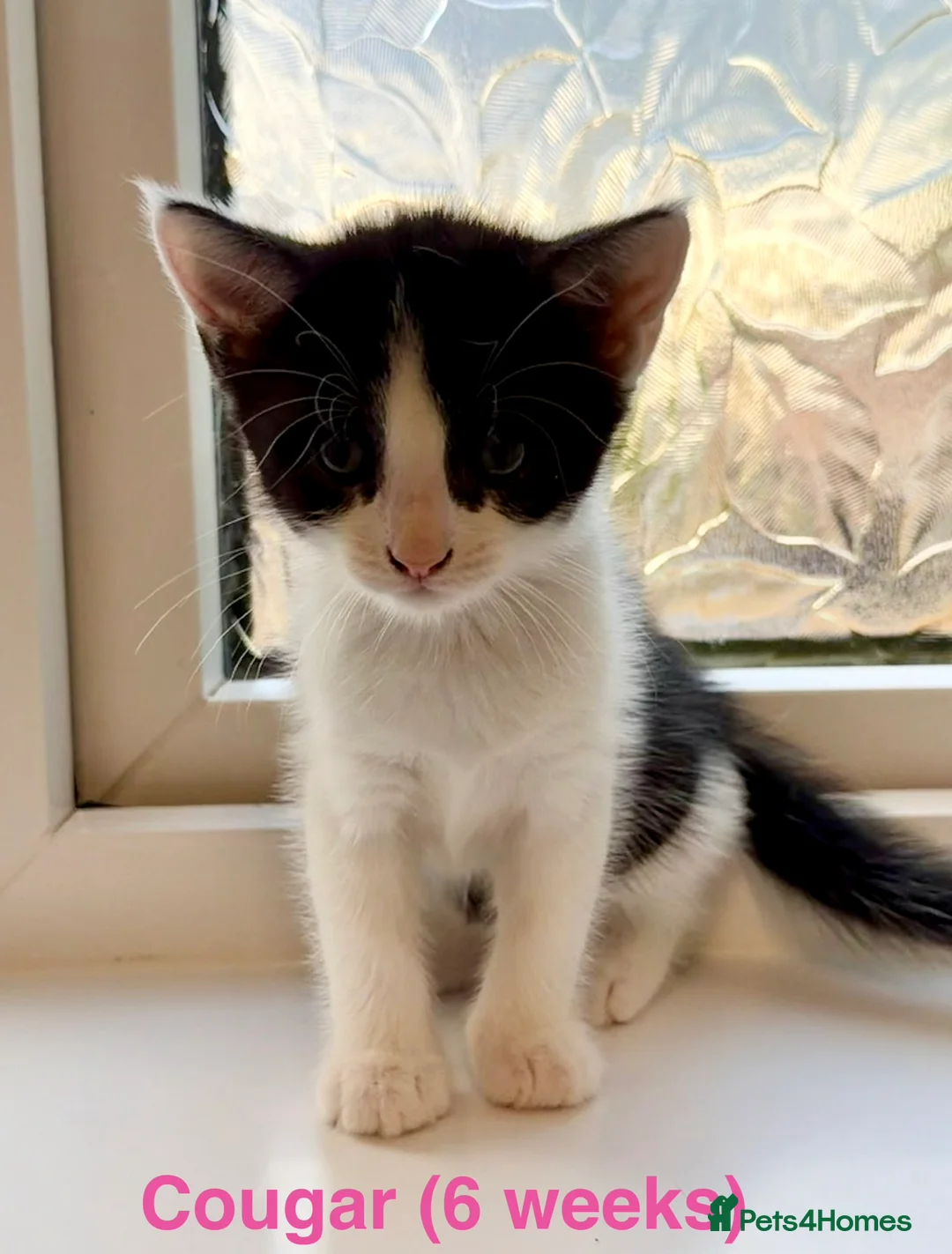 Maine Coon cats for sale: Maine Coon cross kittens in York - Advert 2