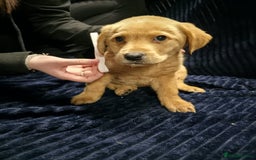 Labrador Retriever dogs for sale: Golden Labrador puppies  - Image 14