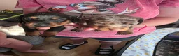 Miniature Dachshund dogs for sale: Miniature Dachshund  - Advert 8