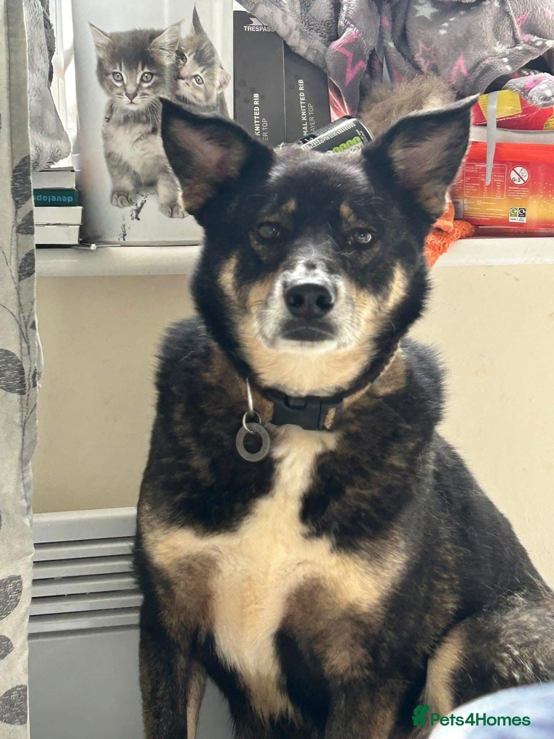 Mixed Breed dogs for adoption: Ben - Norwich Norfolk  - Advert 1