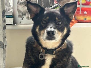 Mixed Breed dogs Ben - Norwich Norfolk - Advert 1