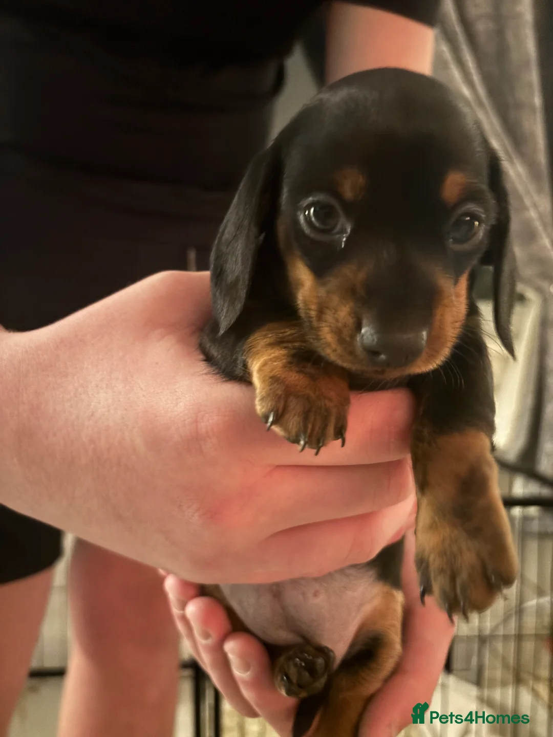 Miniature Dachshund dogs for sale: For Sale £1100 - Advert 2