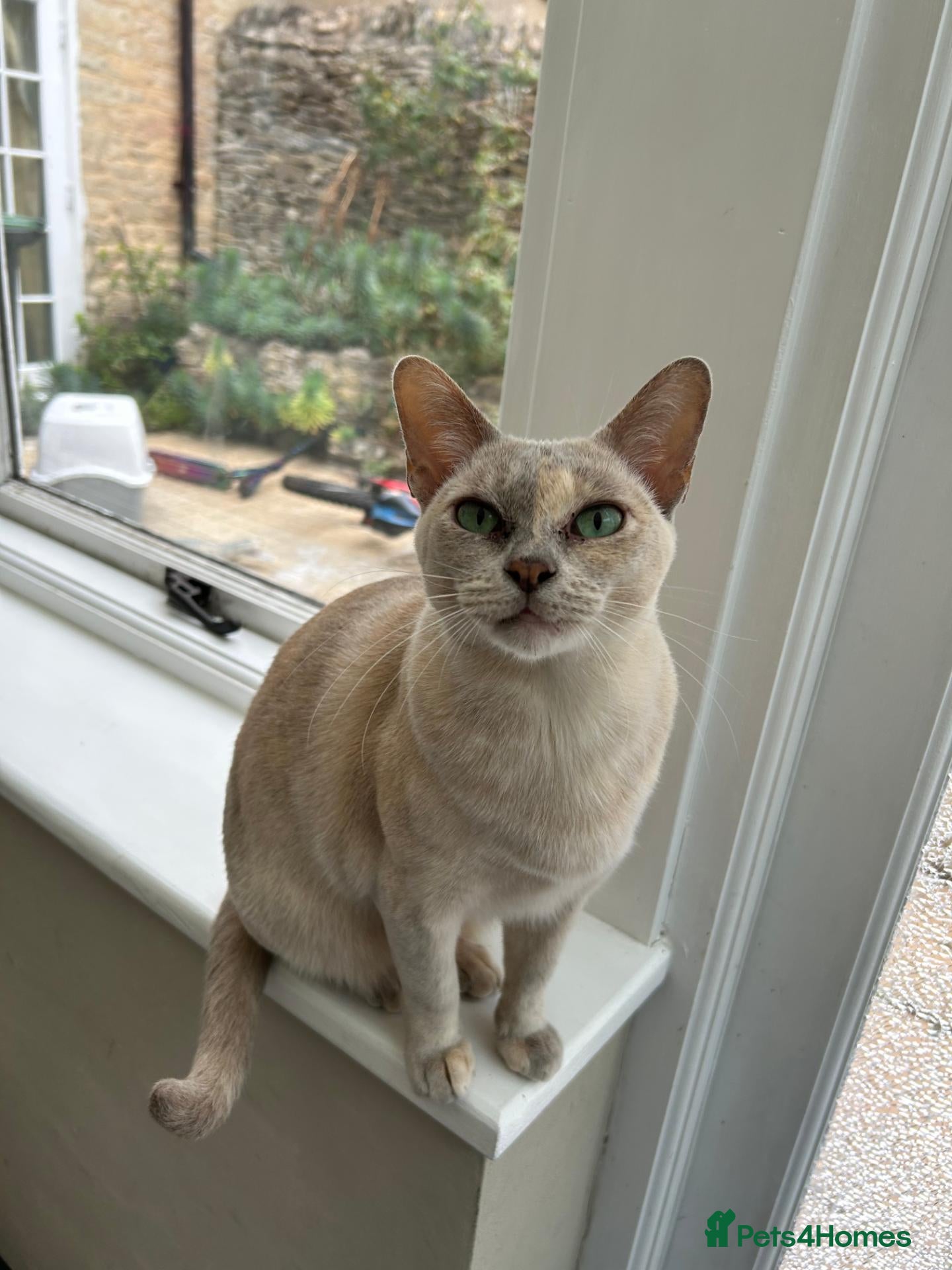 Burmese cats Retired queen, looking for forever home - Advert 14