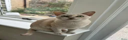 Burmese cats for sale: Retired queen, now ready for forever home in Witney - Advert 1