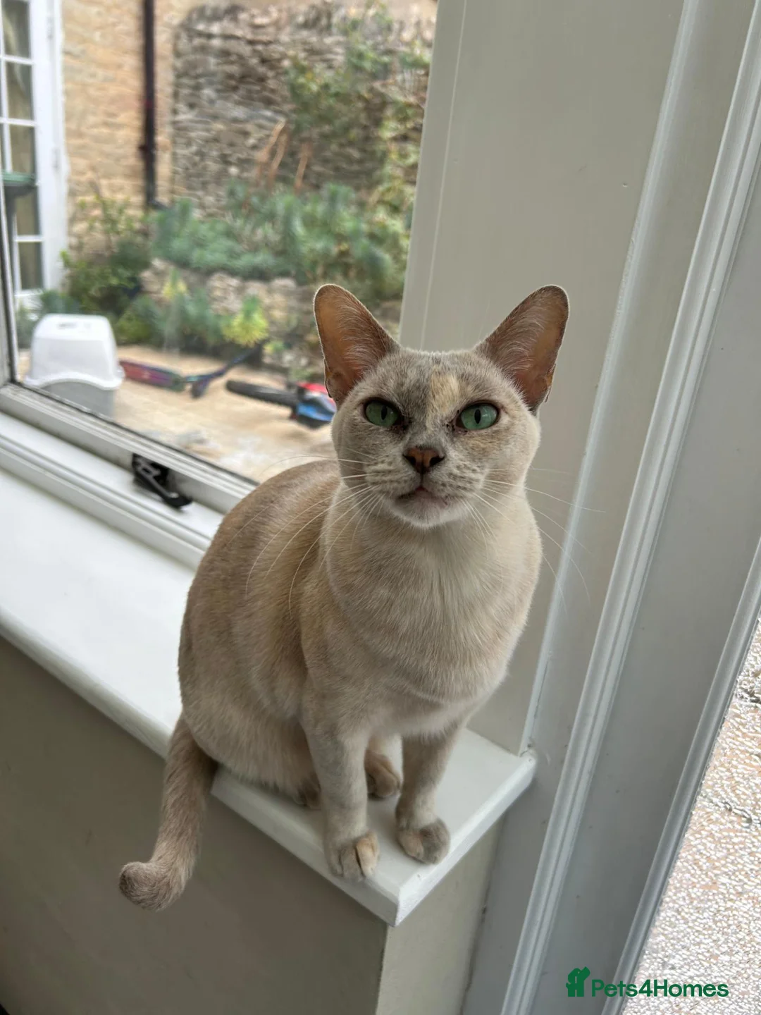 Burmese cats for sale: Retired queen, now ready for forever home in Witney - Advert 1