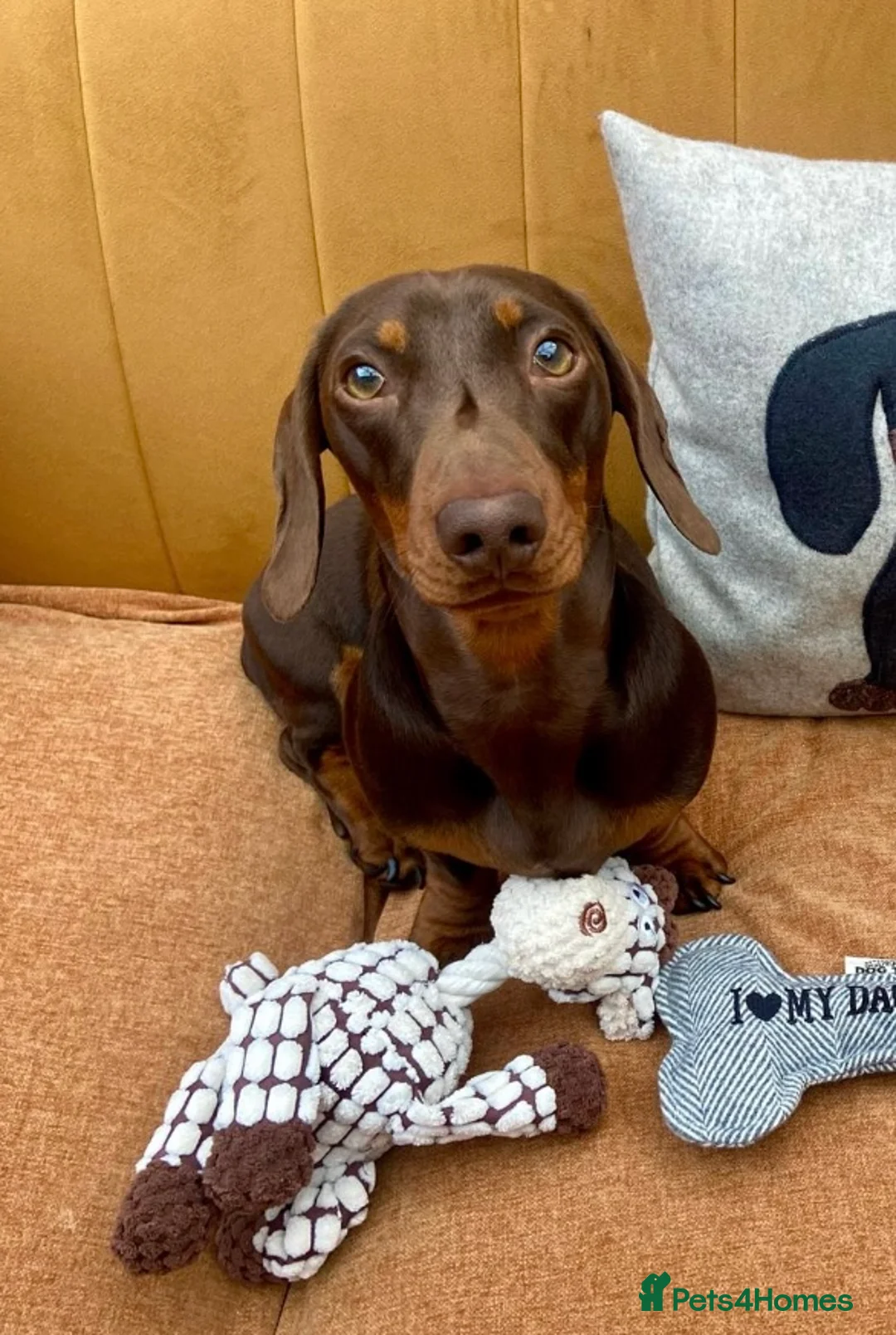 Miniature Dachshund dogs for sale: BEAUTIFUL PRA CLEAR & KC REG MINIS - Advert 17