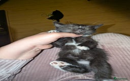 British Longhair cats for sale: Kittens are ready to go  - Image 2