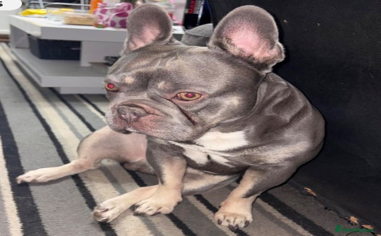 French Bulldog dogs - Advert 1