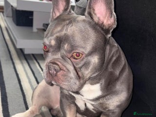 French Bulldog dogs - Advert 1