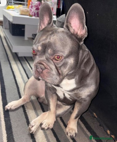 French Bulldog dogs - Advert 1