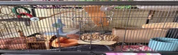 Rat rodents for sale: 4 friendly female rats, cage , accessories  - Advert 7