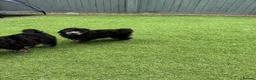 Toy Poodle dogs for sale: KC Healthtested Toy Poodle puppies phantom silver  - Advert 4