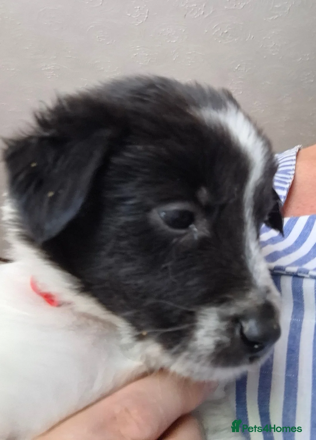 Border Collie dogs for sale: Border collie puppies  in Derby - Advert 9