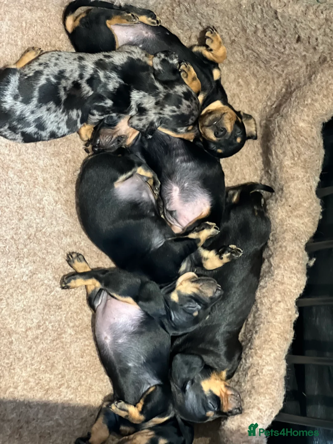 Dachshund dogs for stud: Dachshund (Miniature) Stud in Basildon - Advert 13