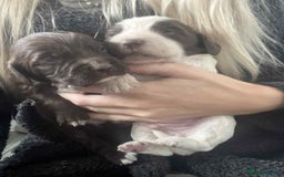 Cocker Spaniel dogs for sale: Cocker spaniel puppies 5 boys available  - Image 3