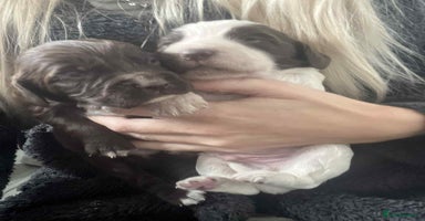 Cocker Spaniel dogs - Advert 4