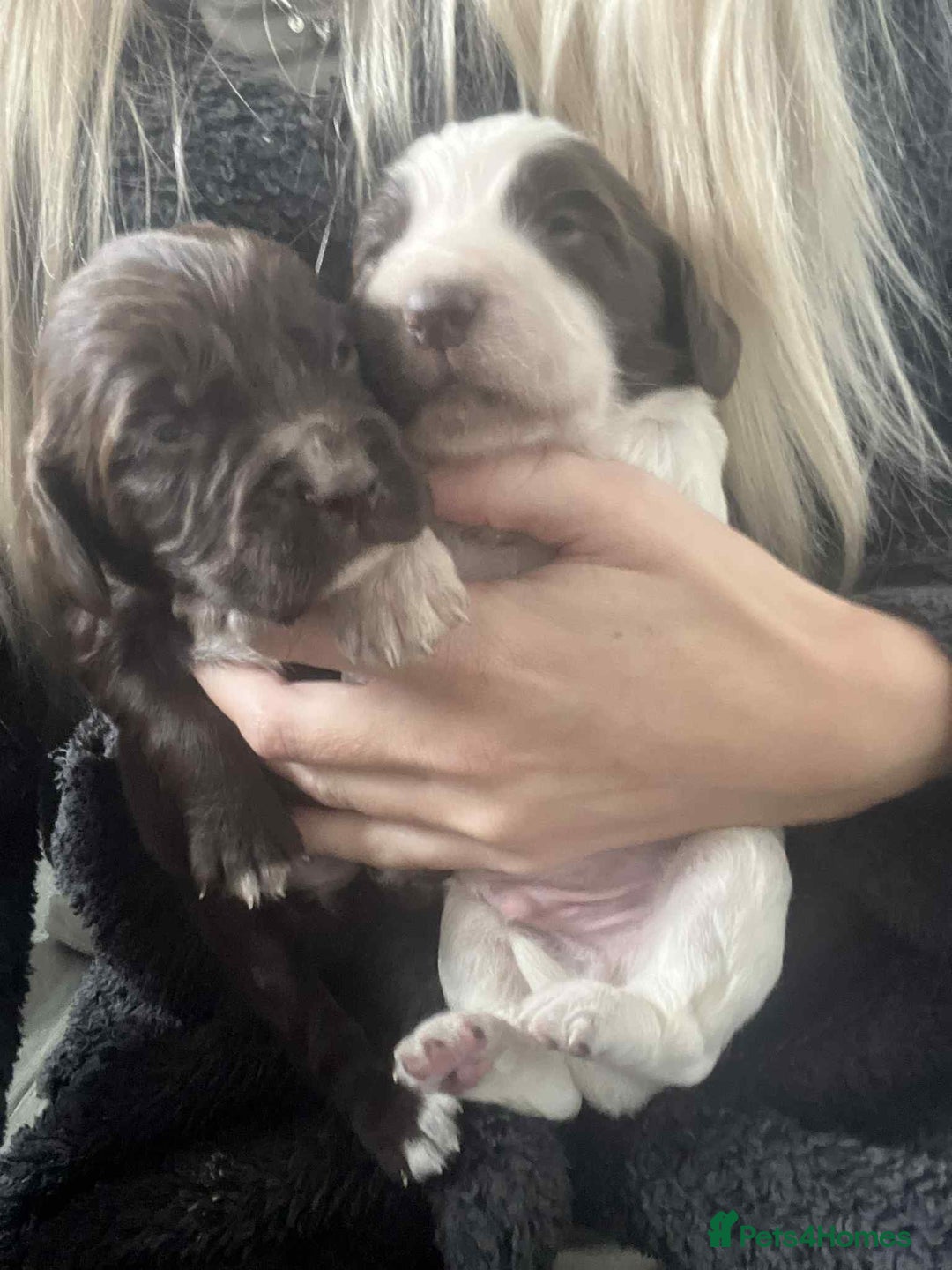 Cocker Spaniel dogs for sale: Cocker spaniel puppies 5 boys available  - Image 3