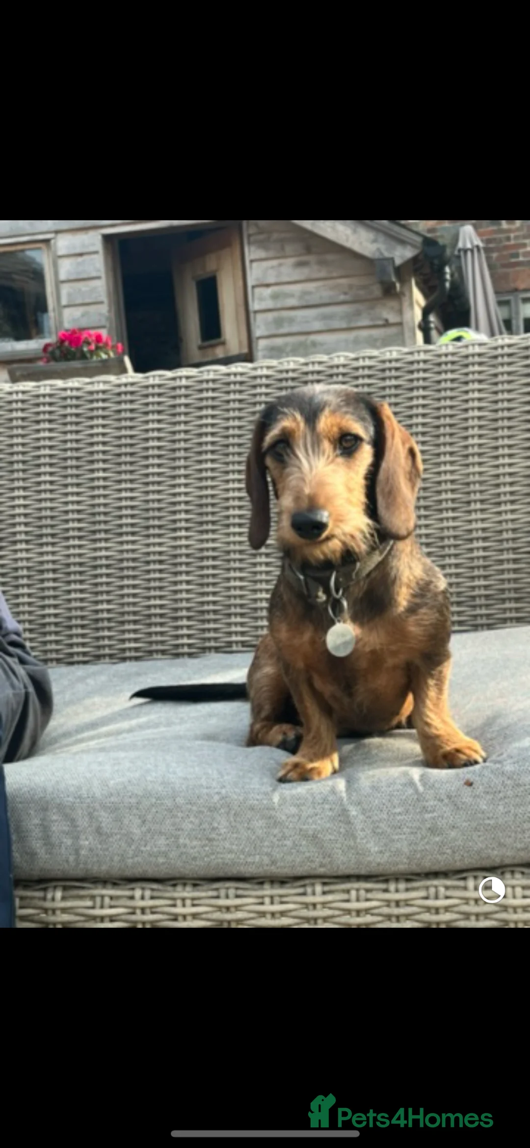 Dachshund dogs for sale: Dachshund puppies - Advert 1