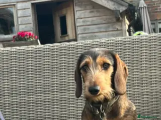 Dachshund dogs Dachshund puppies - Advert 5