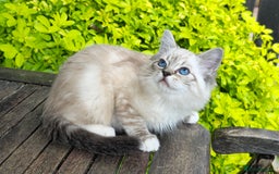 Ragdoll cats for sale: Pedigree Tica Boys Ragdoll  - Image 1