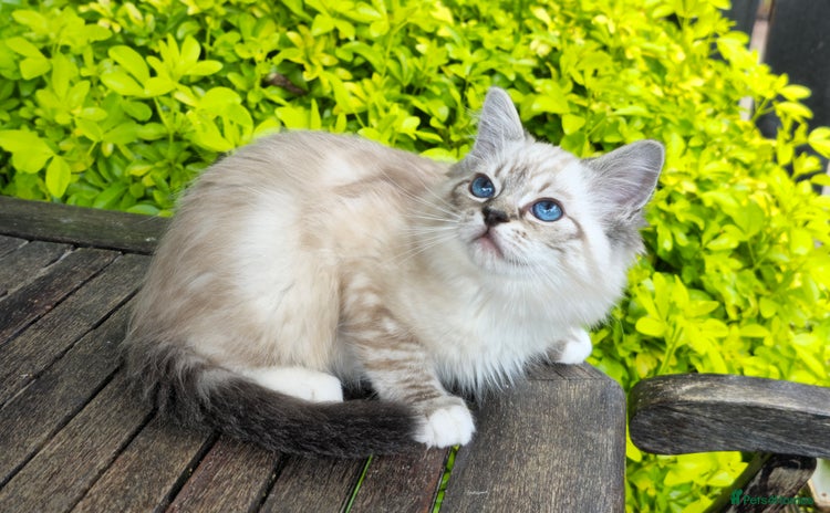 Ragdoll cats - Advert 10