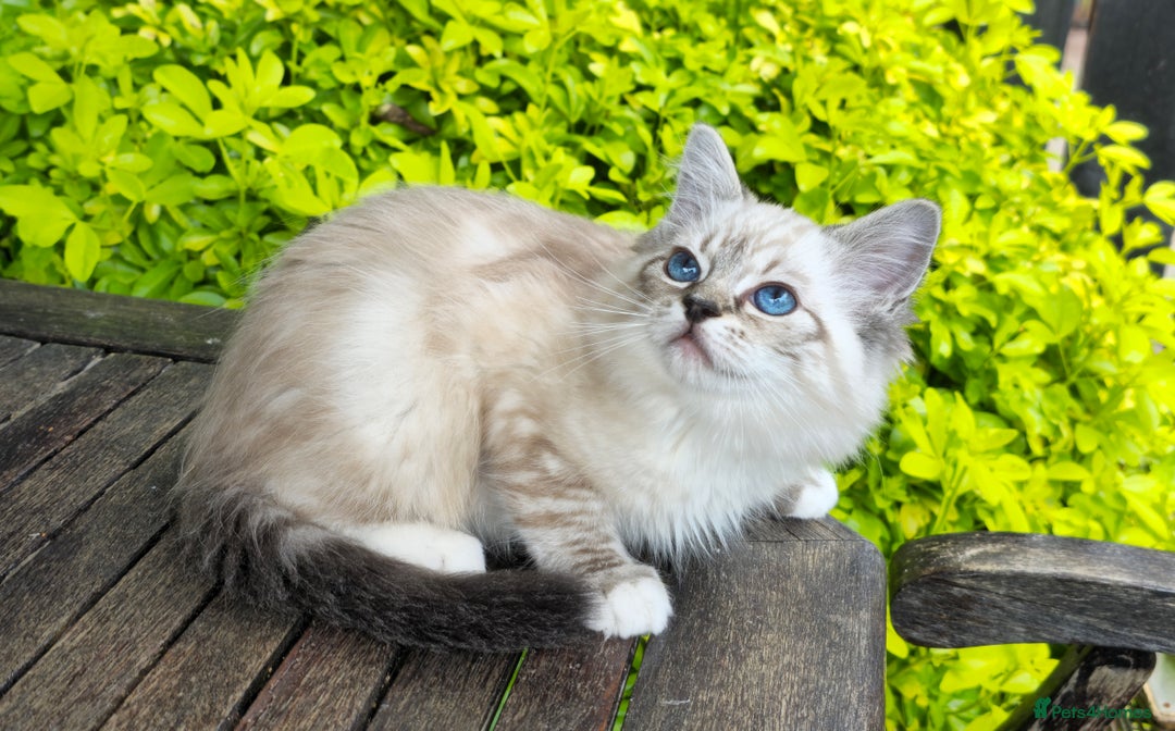 Ragdoll cats for sale: Pedigree Tica Boys Ragdoll  - Image 1