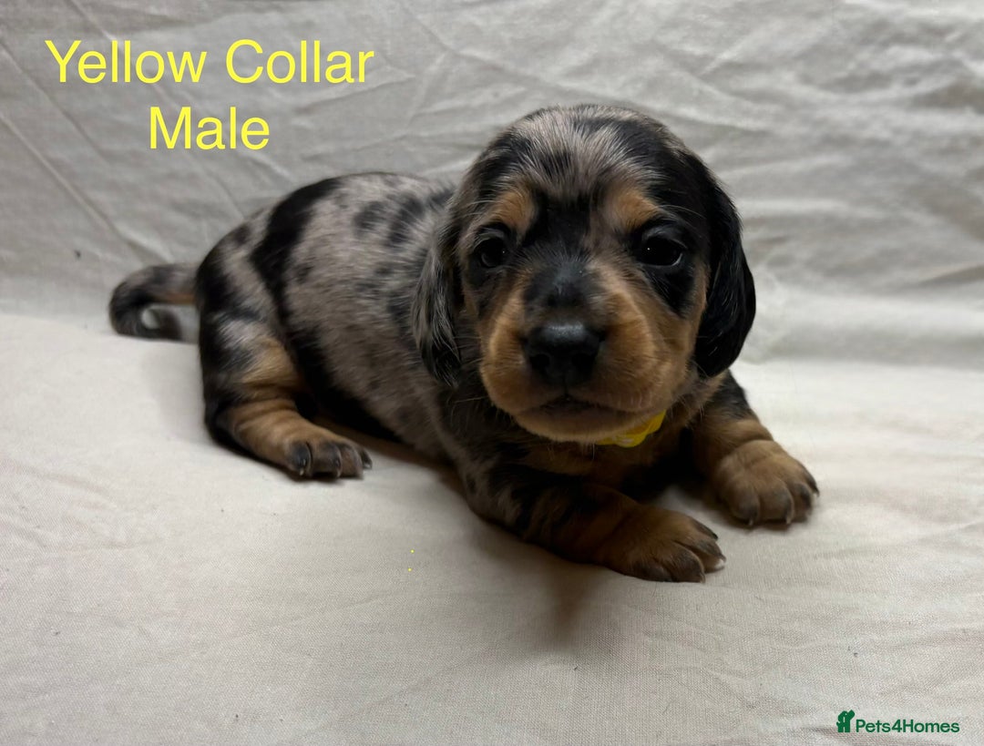 Miniature Dachshund dogs for sale: Miniature Dachshund Puppies💕 - Advert 24