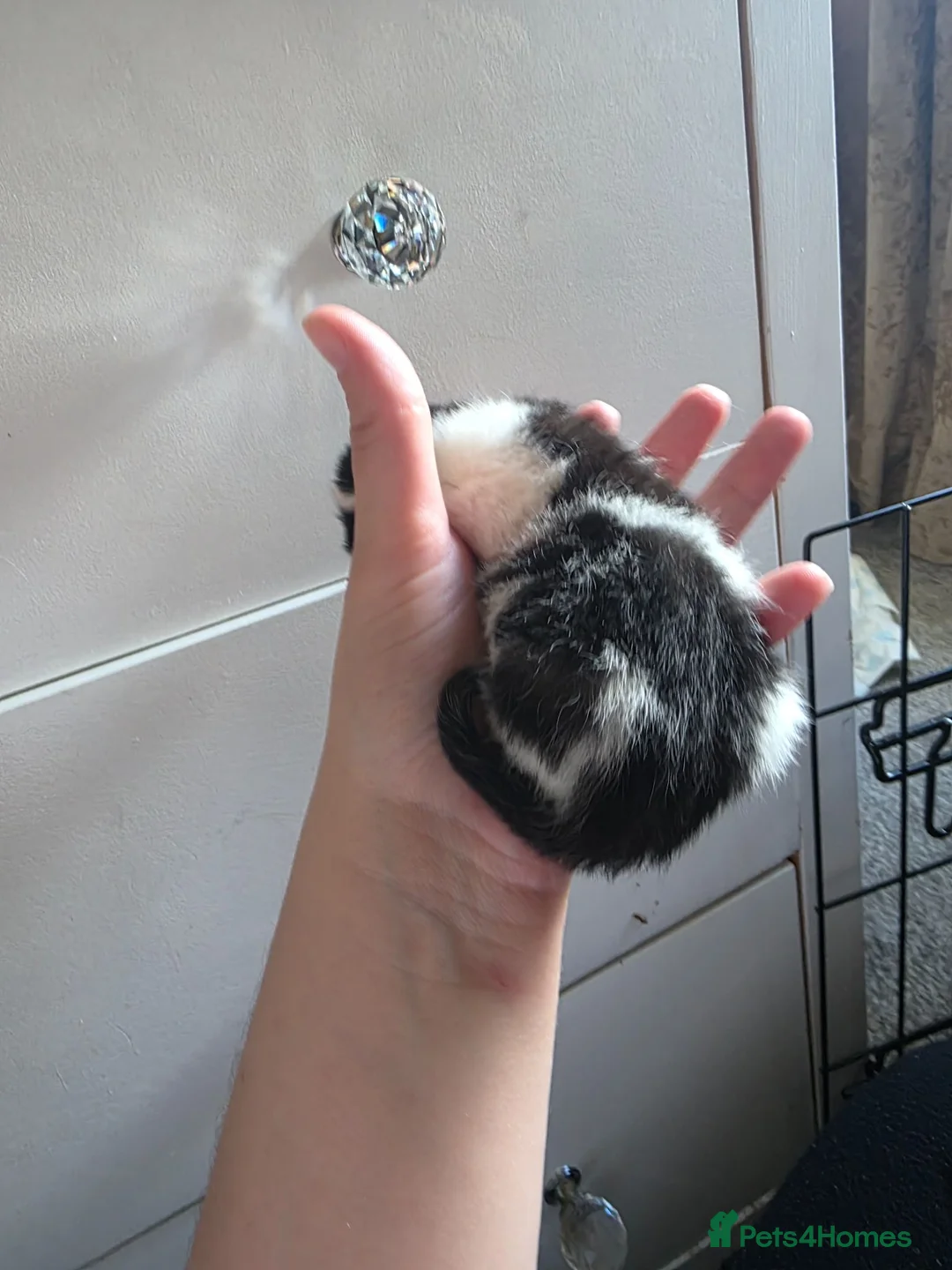 Mixed Breed cats for sale: Beautiful kittens! One boy left!  - Advert 24
