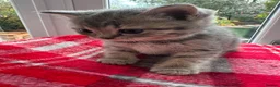 British Shorthair cats for sale: Beautiful BSH Grey Stripe Purebread Kittens - Advert 9