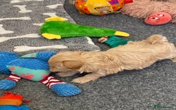 Maltipoo dogs for sale: Beautiful Apricot Maltipoo puppies. - Image 36