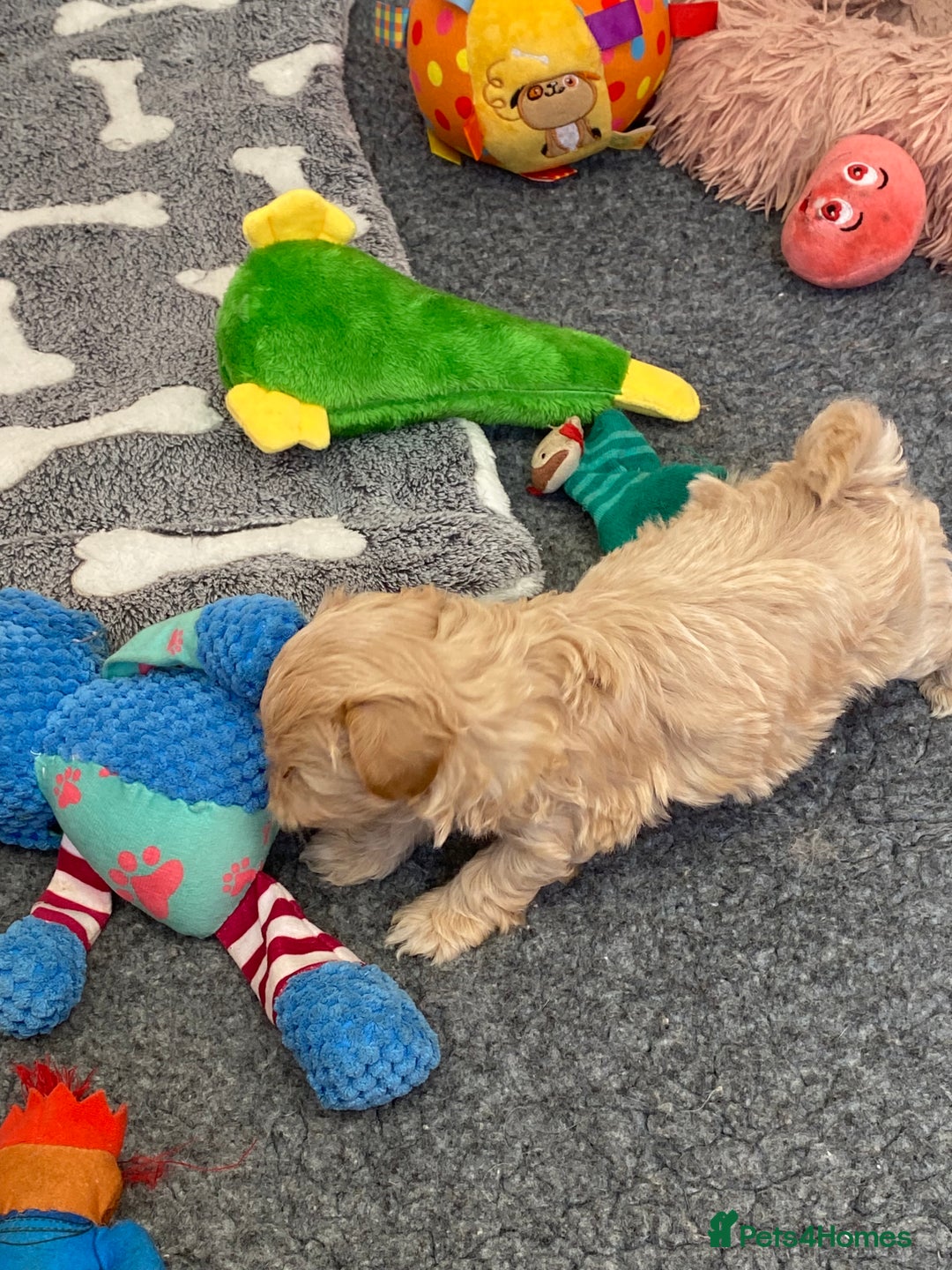 Maltipoo dogs for sale: Beautiful Apricot Maltipoo puppies. - Image 36