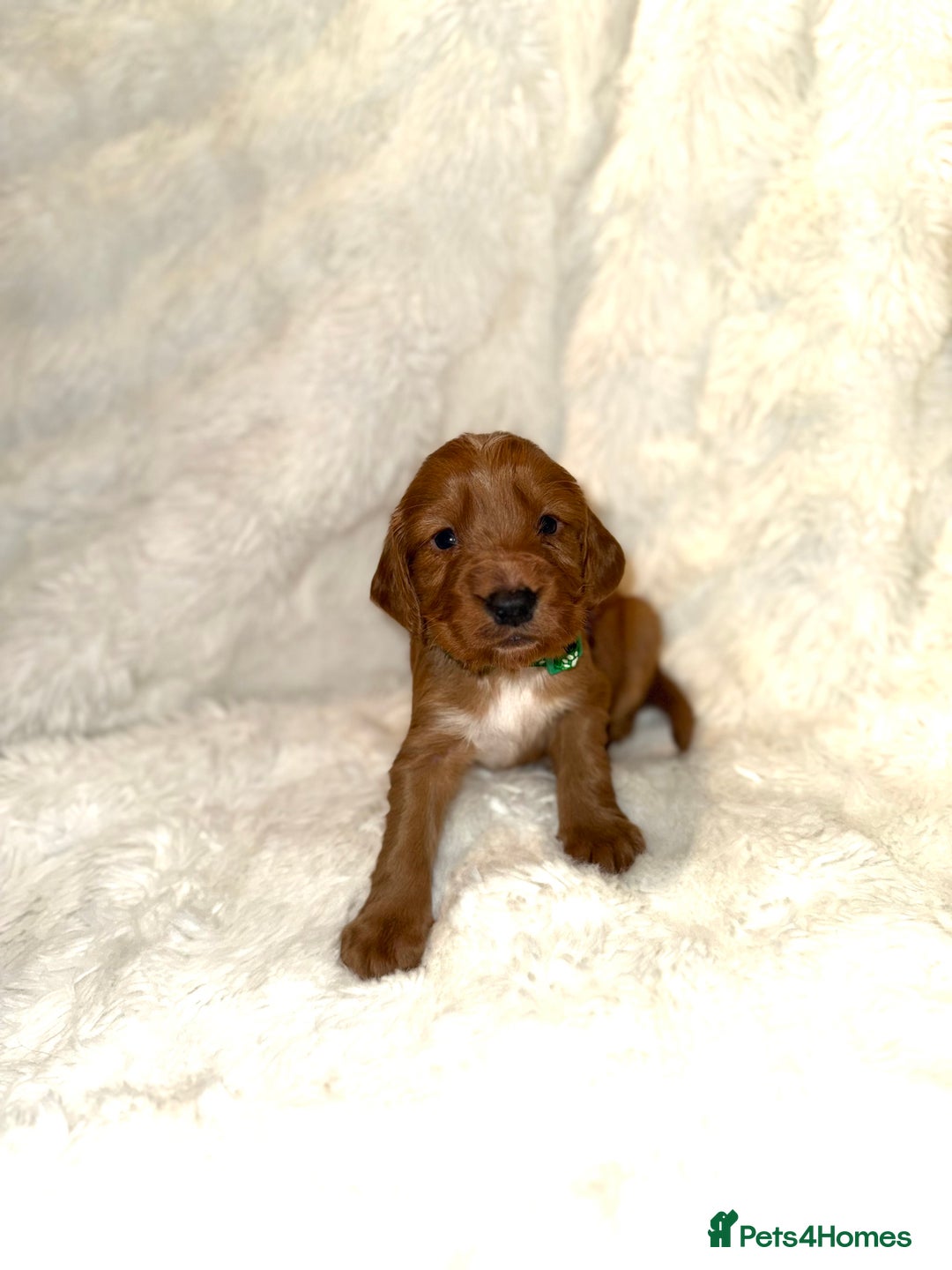 Cocker Spaniel dogs for sale: 🧡Fox Red WCS🧡 - Image 25