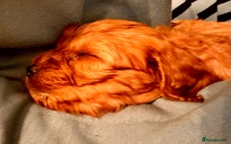 Mixed Breed dogs for sale: Cockapoo/Cavapoo Mix Puppies Available 10 Nov 25 - Image 20