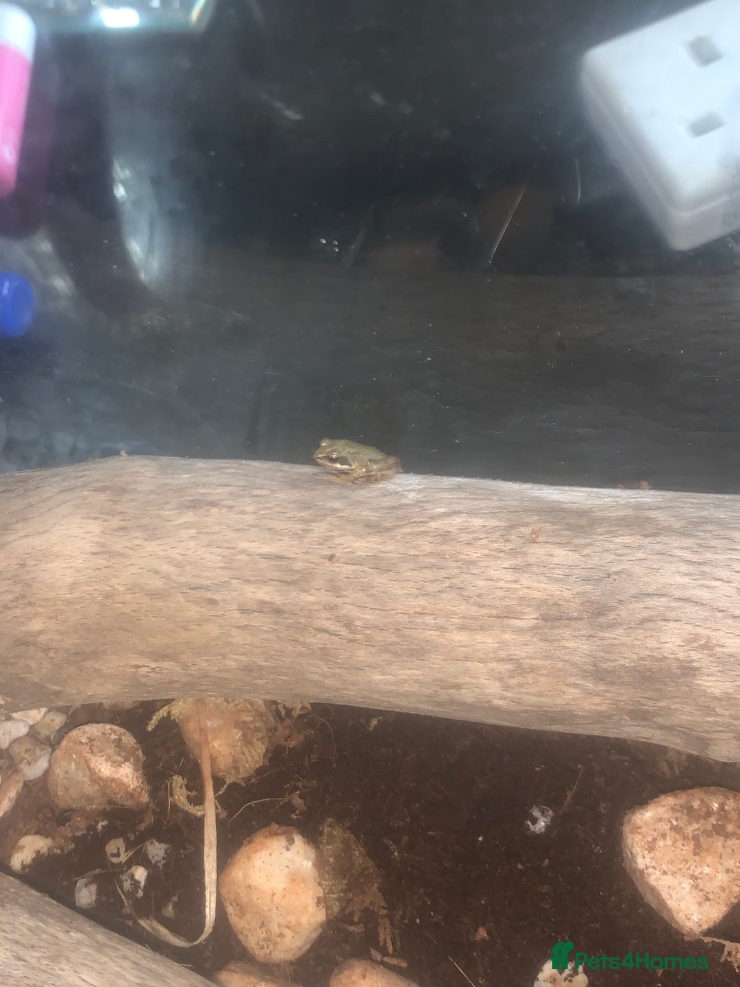 Frog reptiles for sale: Frog for sale  - Image 8