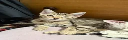 Bengal cats for sale: 2 bengal kittens READY NOW! - Advert 4