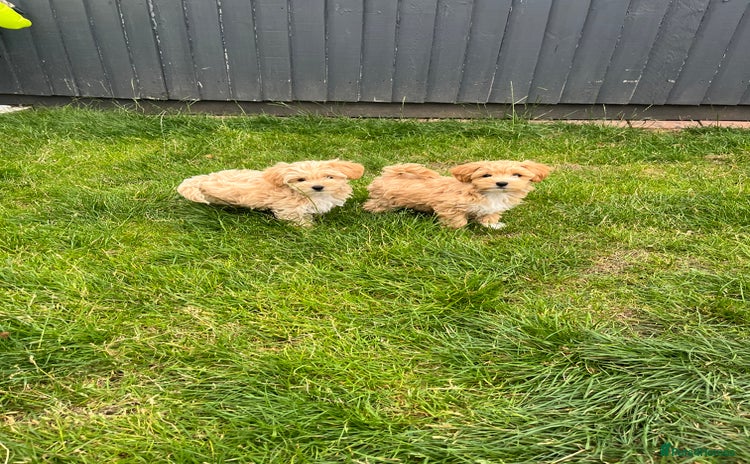 Maltipoo dogs - Advert 6