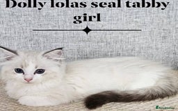Ragdoll cats for sale: Stunning Seal lynx bicolour pedigree ragdoll girl - Image 6