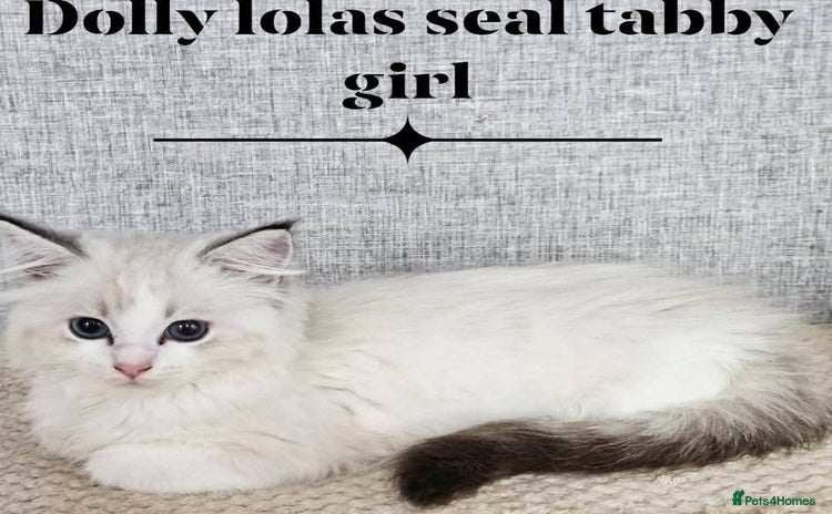 Ragdoll cats - Advert 11