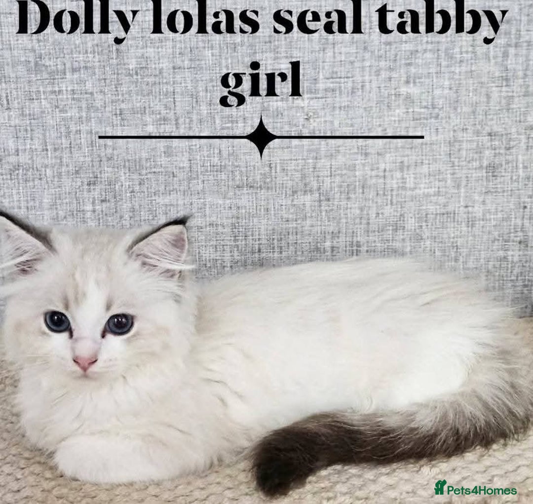 Ragdoll cats for sale: Stunning Seal lynx bicolour pedigree ragdoll girl - Image 6