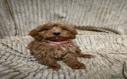 Cockapoo dogs for sale: Red Cockapoo  - Image 6