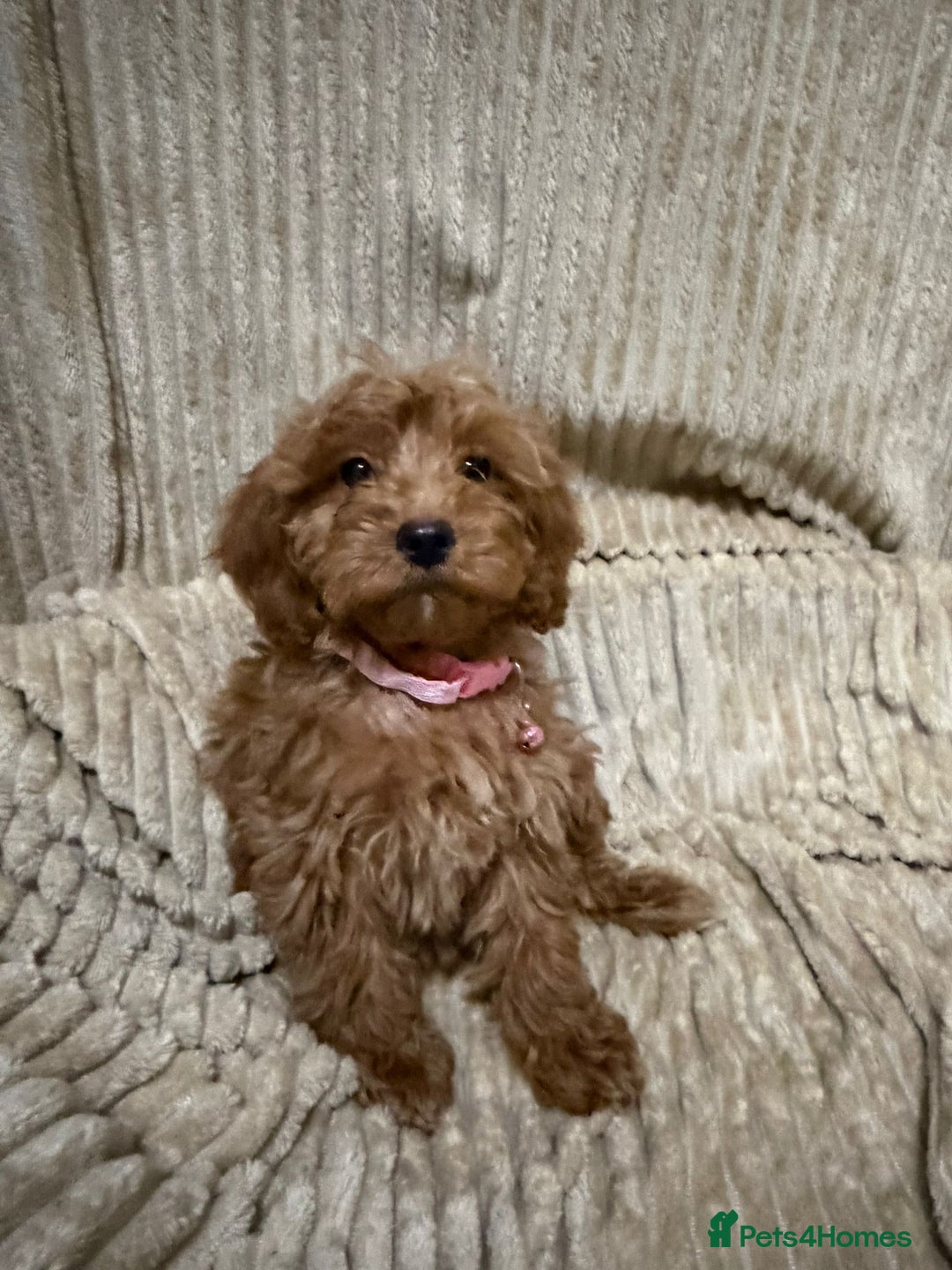 Cockapoo dogs for sale: Red Cockapoo  - Image 6