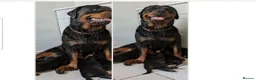 Rottweiler dogs for sale: KC Registered Female Rottweiler Puppy in Greenford - Advert 2