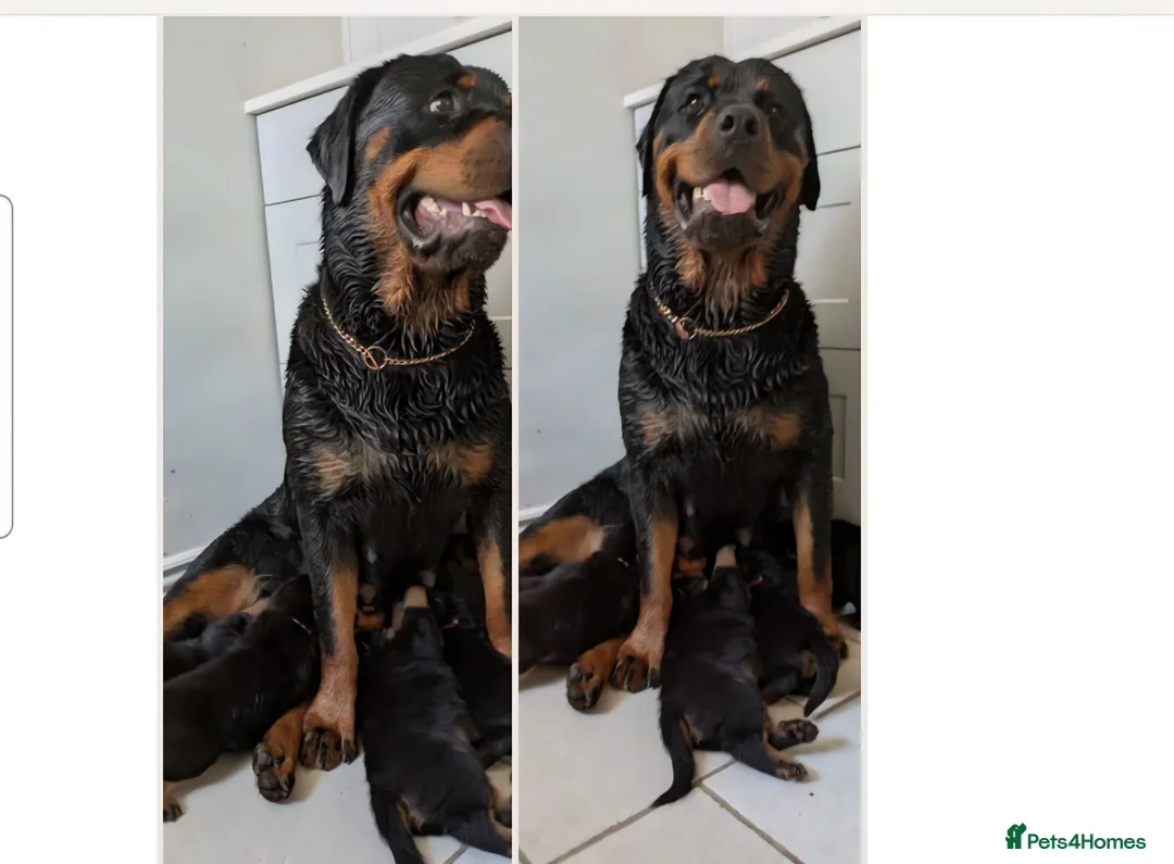 Rottweiler dogs for sale: KC Registered Female Rottweiler Puppy in Greenford - Advert 2