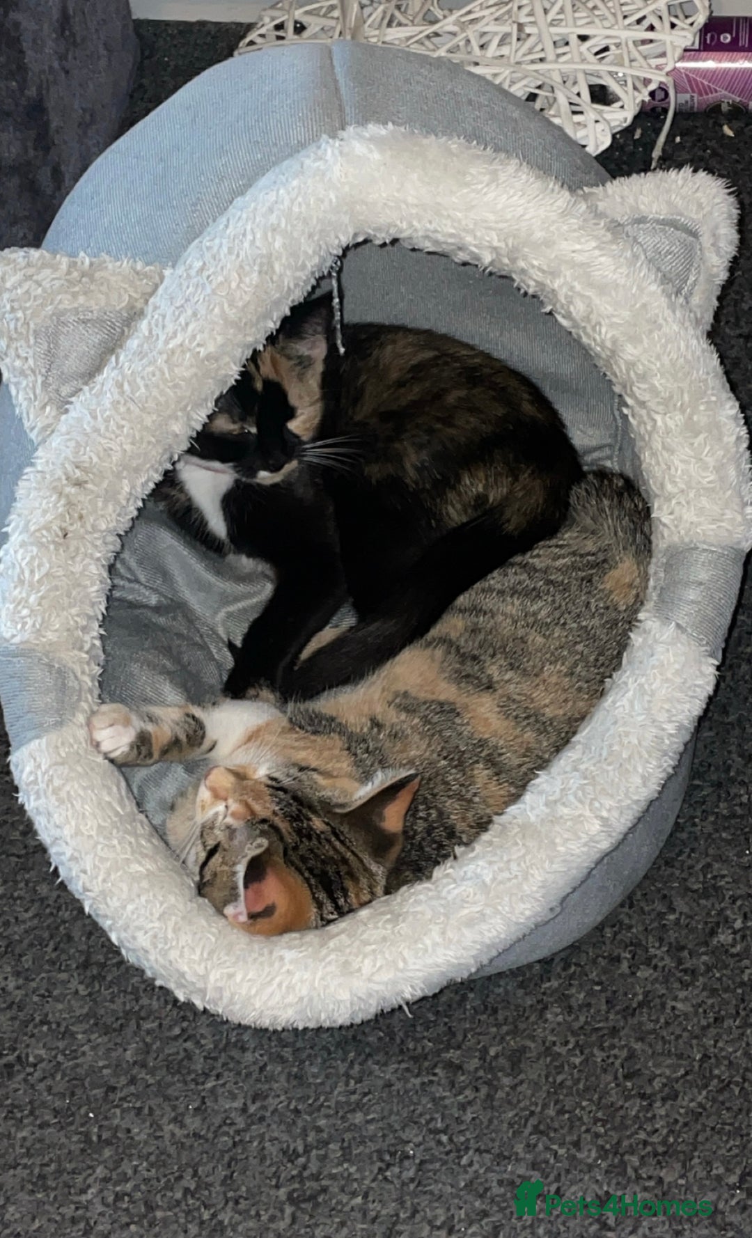 Domestic Shorthair cats for sale: 1 year old sisters  - Advert 5